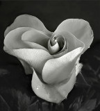 Valentine Rose