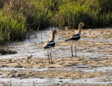 American Avocets