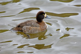Scaup