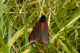 Cinnabar Moth