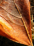 Sun lit leaf