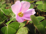 Oxalis blossom
