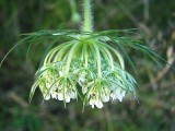 Queen Anns Lace looking for some clover to talk to.