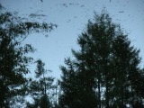 IMG_6056.jpg