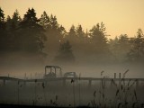 Misty morn