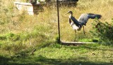 He didnt fly away but just walked over land to the other pond....