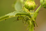 Grasshoppers.jpg