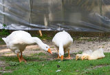 Cape May Zoo