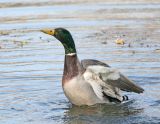 Mallard Duck - Tinnicum