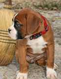 Boxer Puppy