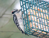 Downy Woodpecker