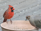 Cardinal and Mourning Dove