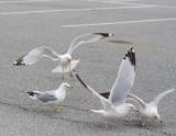 Ring-Billed Gull