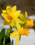 Daffodil