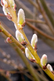 Pussy Willow