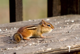 Chipmunk