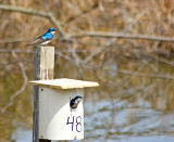 Tree Swallows