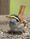 White Throated Sparrow