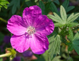 Cranesbill