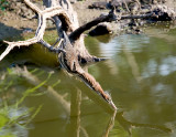 Green Heron