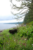 Wildflowers at the beach 2