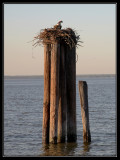 Nesting at Sun Set