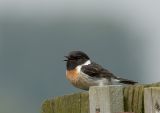 Roodborsttapuit  - Common Stonechat