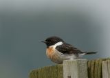 Roodborsttapuit  - Common Stonechat