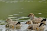 Maghelaengans - Upland Goose
