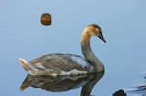 Knobbelzwaan - Mute Swan
