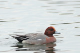 Smient - Eurasian Wigeon