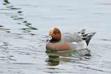 Smient - Eurasian Wigeon