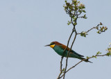 Bijeneter - European Bee-eater