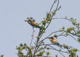 Bijeneter - European Bee-eater