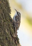 Boomkruiper - Short-toed Treecreeper