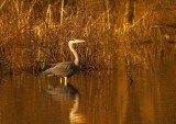 Blauwe Reiger - Grey Heron