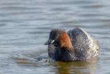 Dodaars - Little Grebe