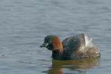 Dodaars - Little Grebe