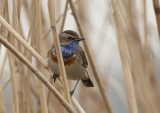 Blauwborst - Bluethroat