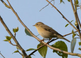 Fitis - Willow Warbler