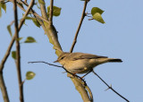 Fitis - Willow Warbler