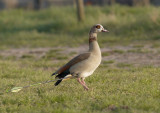 Nijlgans - Egyptian Goose