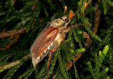 Meikever - European cockchafer