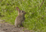 Konijn - Rabbit