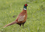 Bosfazant -  Common Pheasant