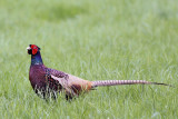 Bosfazant -  Common Pheasant