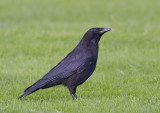 Zwarte Kraai - Carrion Crow
