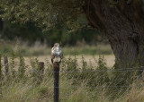 Buizerd - Common Buzzard