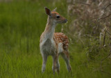 Damhert - Fallow Deer