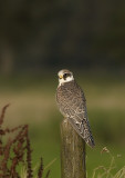 Roodpootvalk - Red-footed falcon